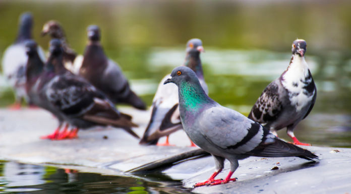 275 pigeons dive into a pond filled with red glue